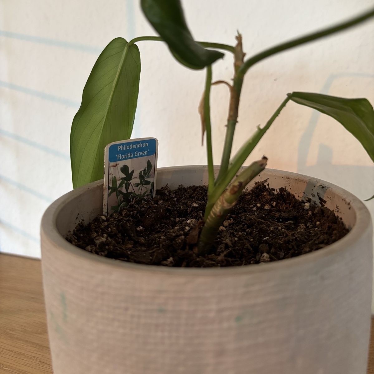 Plantes & graines: Philodendron Florida Green – D'occasion à Zürich par keegstra 1