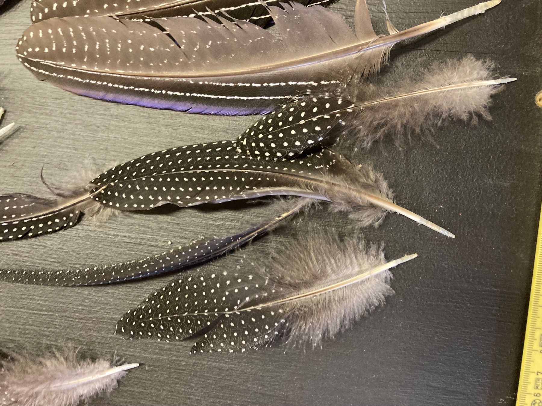 Il mondo degli animali: Geier-Perlhuhn Federn 2 – Difettoso da Grosswangen venduto da arum01 3