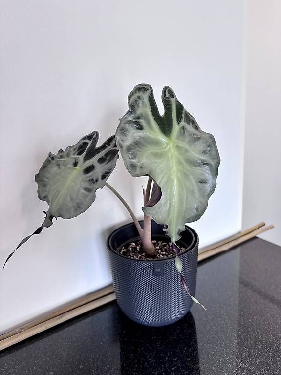 Pflanzen & Samen: Alocasia Venom – Gebraucht aus Oberbuchsiten von Muskatellerchen 2