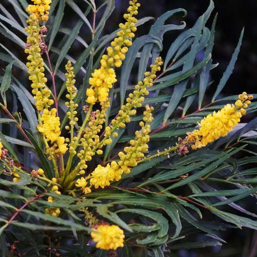 Pflanzen & Samen: Mahonia sans épines 'Soft caress' – Neu (gemäss Beschreibung) aus Bremblens von FIBONACCI369 2