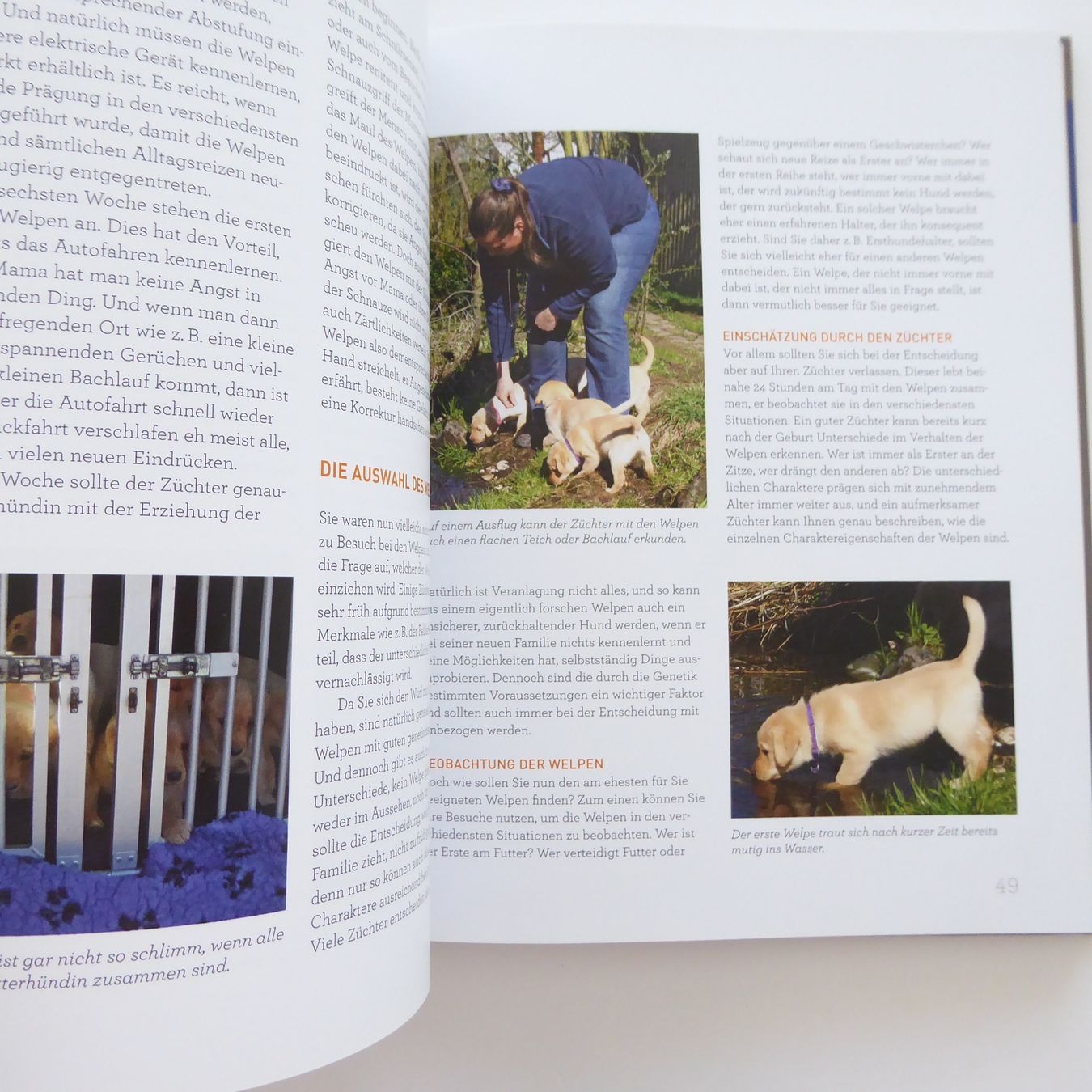 Libri: Welpentraining mit Martin Rütter – Usato da Basel venduto da Kunterbunt12 8