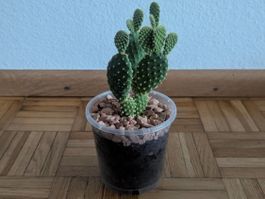 Goldopuntie (Opuntia microdasys) | H:12cm