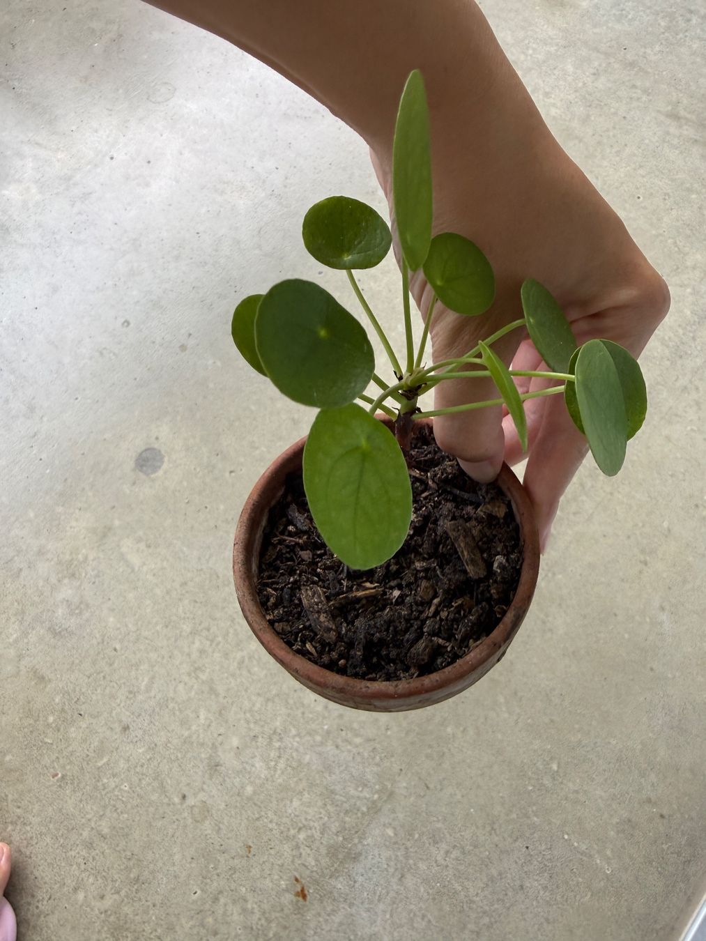 Piante & sementi: Pilea Pflanze – Usato da Bern venduto da Wil.Wayne 2