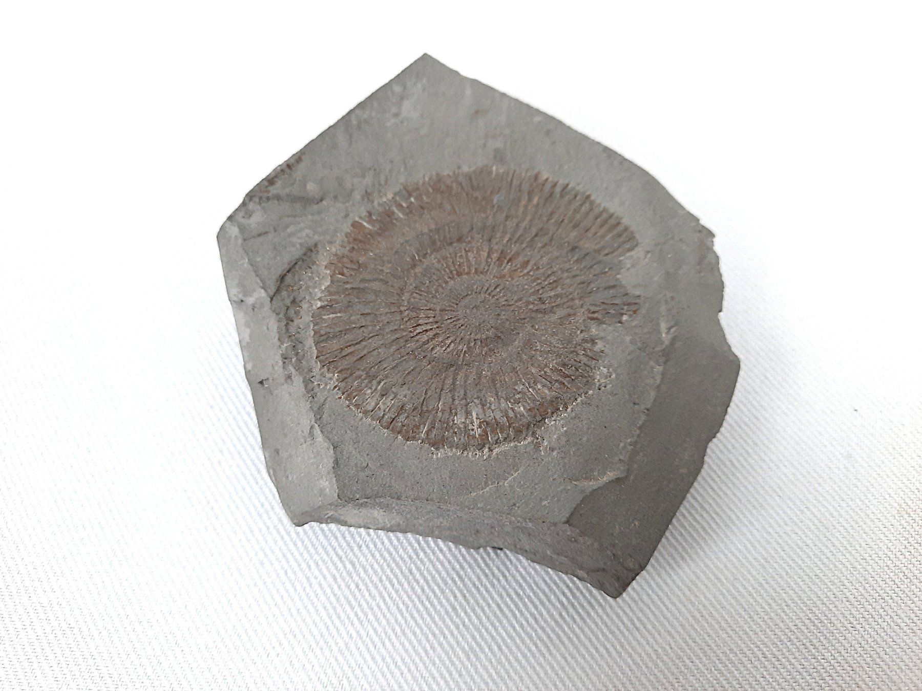 Fossili: Versteinerung ev. Ammonit – Usato da Beinwil am See venduto da Restwert_Beinwil 1