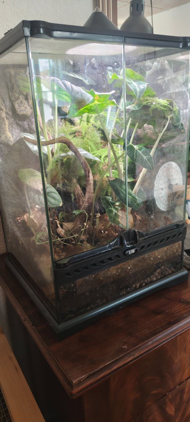 Terrariums: Terrarium – D'occasion à Biel-Benken BL par Minder123 1