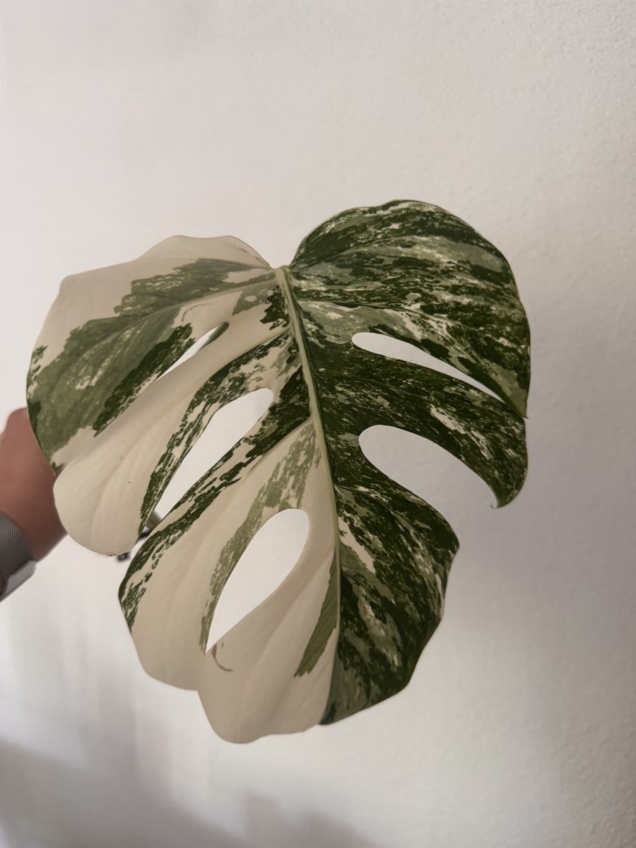 Pflanzen & Samen: Monstera Variegata Steckling – Gebraucht aus Benglen von Maune