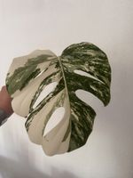 Monstera Variegata Steckling