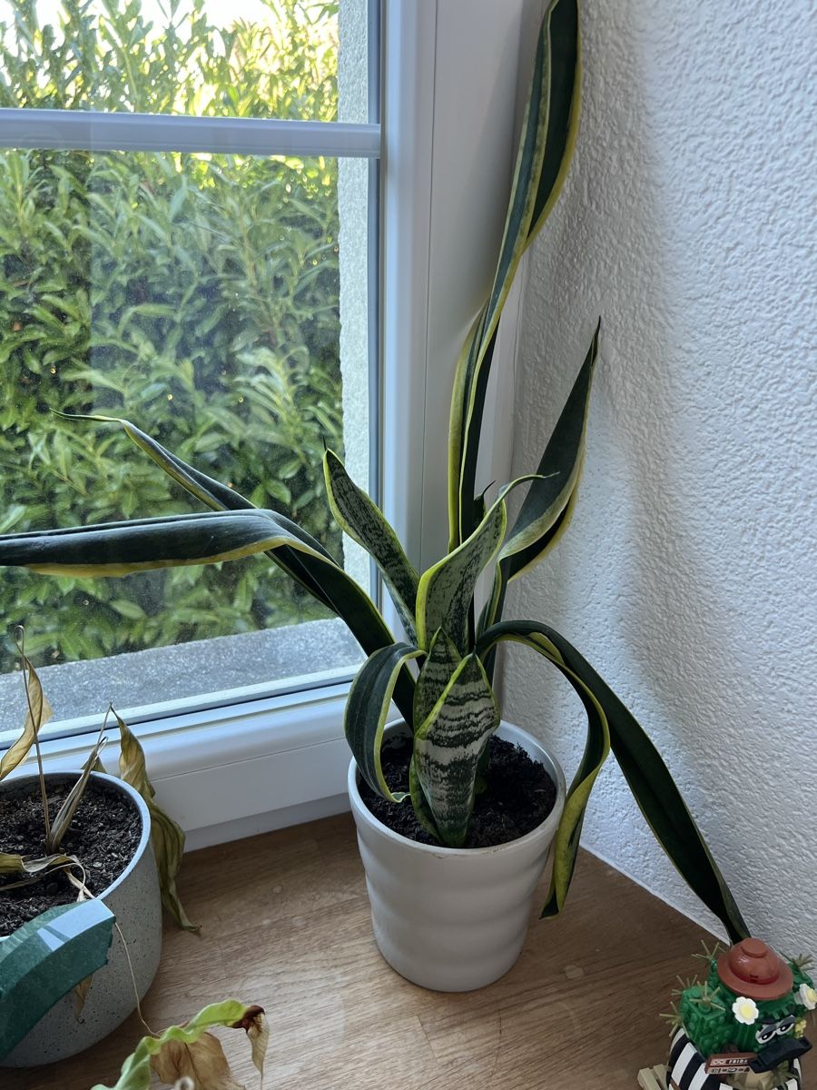 Piante & sementi: Pflanzen 2x Sansevieria, 2x Kaktus  – Usato da Dintikon venduto da home_shop31 3