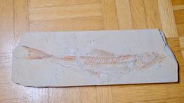 Fossil - Prinolepis cataphractus
