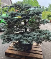 Grosser & gesunder Abies procera ‘Glauca’ Bonsai