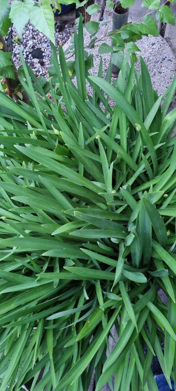 Piante & sementi: Apapanthus weiss – Usato da egliswil venduto da Maggy6 2