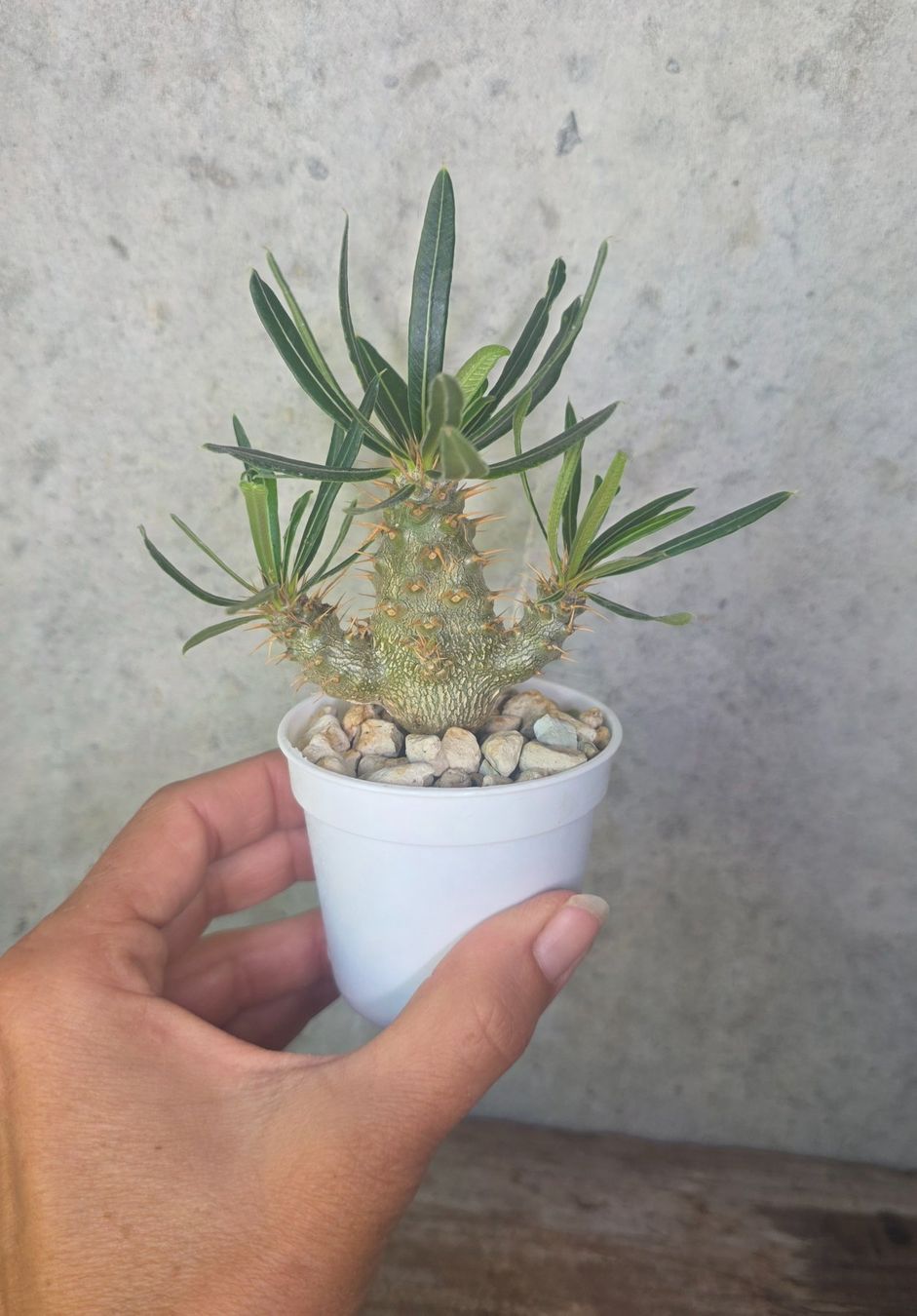 Piante & sementi: Pachypodium rosulatum – Usato da St.Erhard venduto da Plumilandschweiz 2