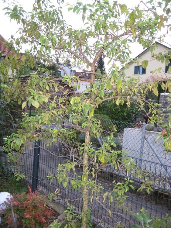 Mirabelle Hybrid Baum zu Verkaufen Kaufen auf Ricardo