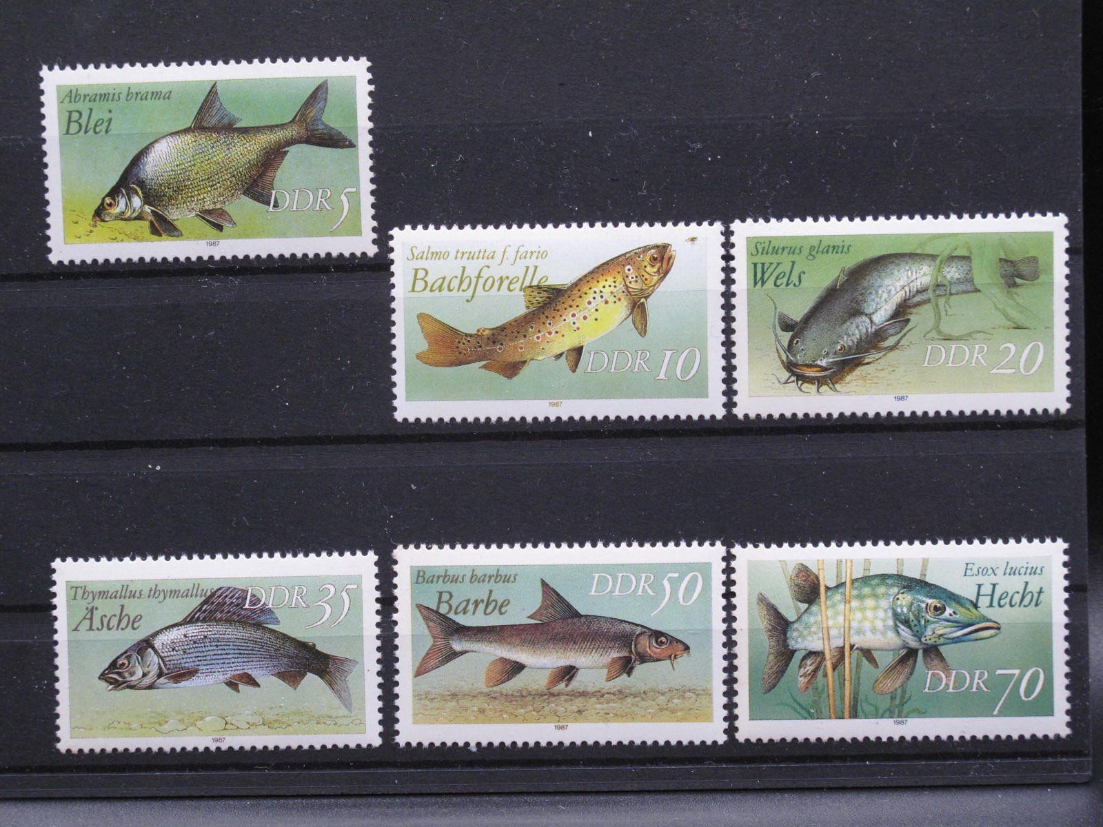 Tutti i francobolli: DDR 1987 Süsswasserfische  ** – Usato da Wil SG venduto da fva01