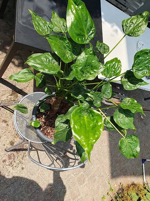 Pflanzen & Samen: Alocasia  – Gebraucht aus Olten von stritten 3
