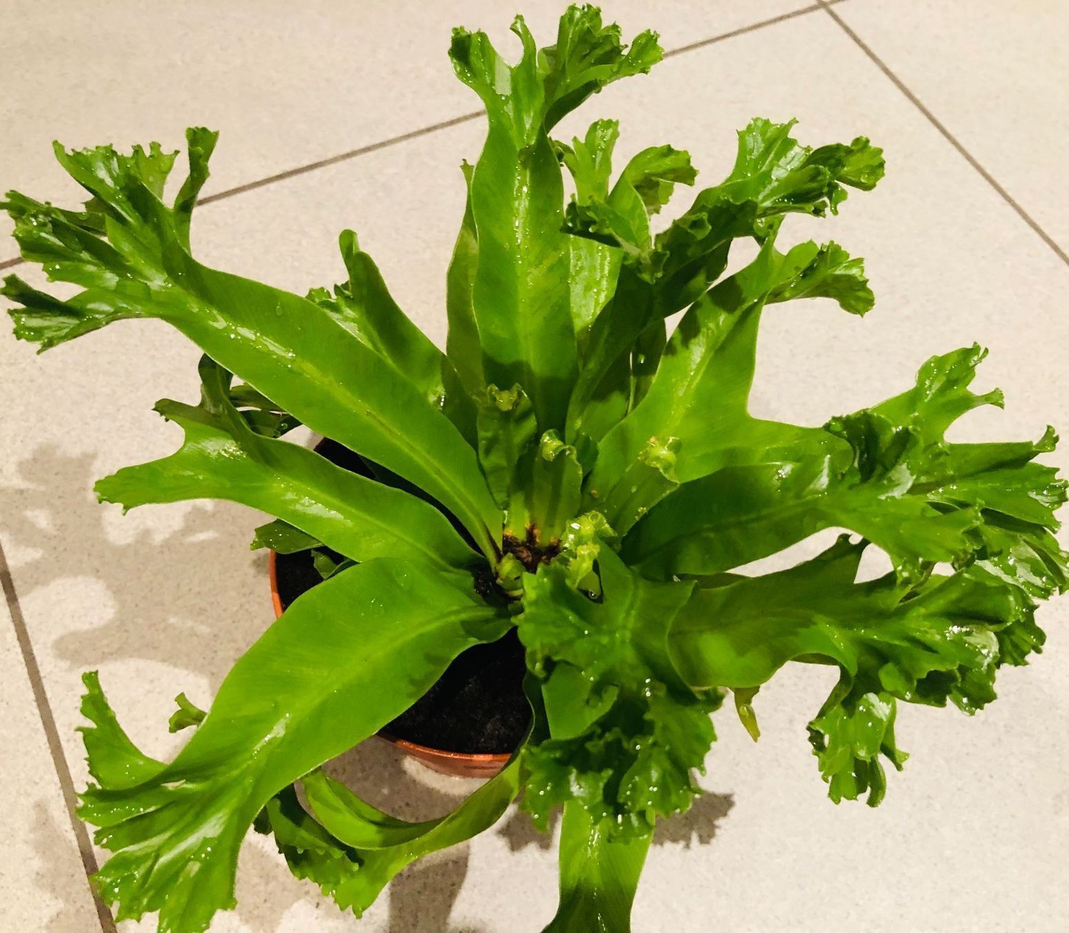 Pflanzen & Samen: Nestfarn “ASPLENIUM NIDUS” 20 cm Zimmer – Neu und originalverpackt aus Rovio von POSITIFFARTandPLANTS 8