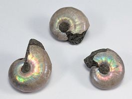 Schillernde Regenbogen Ammoniten 19 bis 23mm, 3Stk.