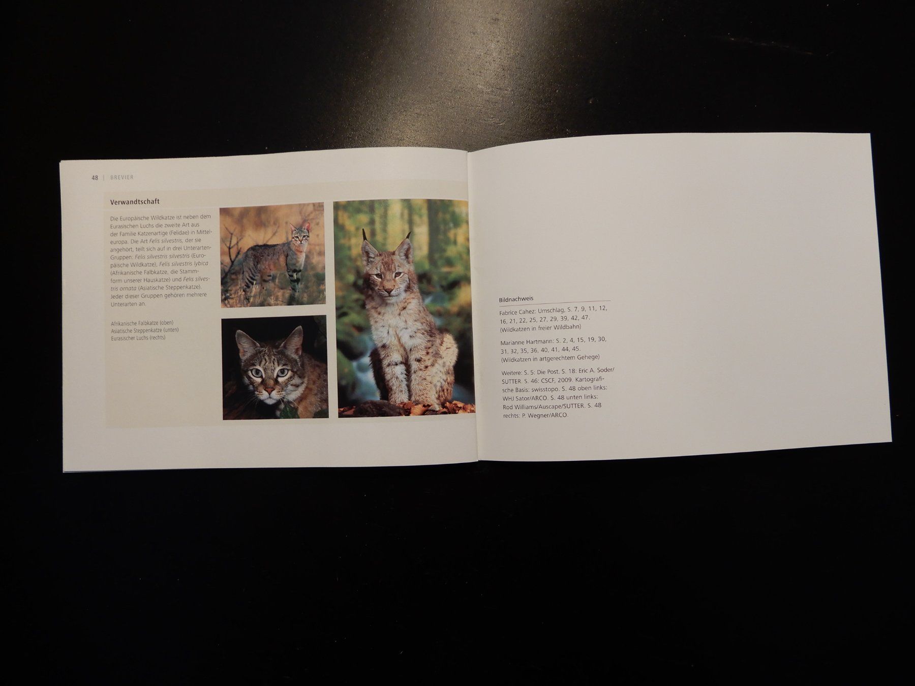 Libri: Wildkatzen Broschüre: Scheue Schatten – Usato da Erstfeld venduto da Mario_boe0 8