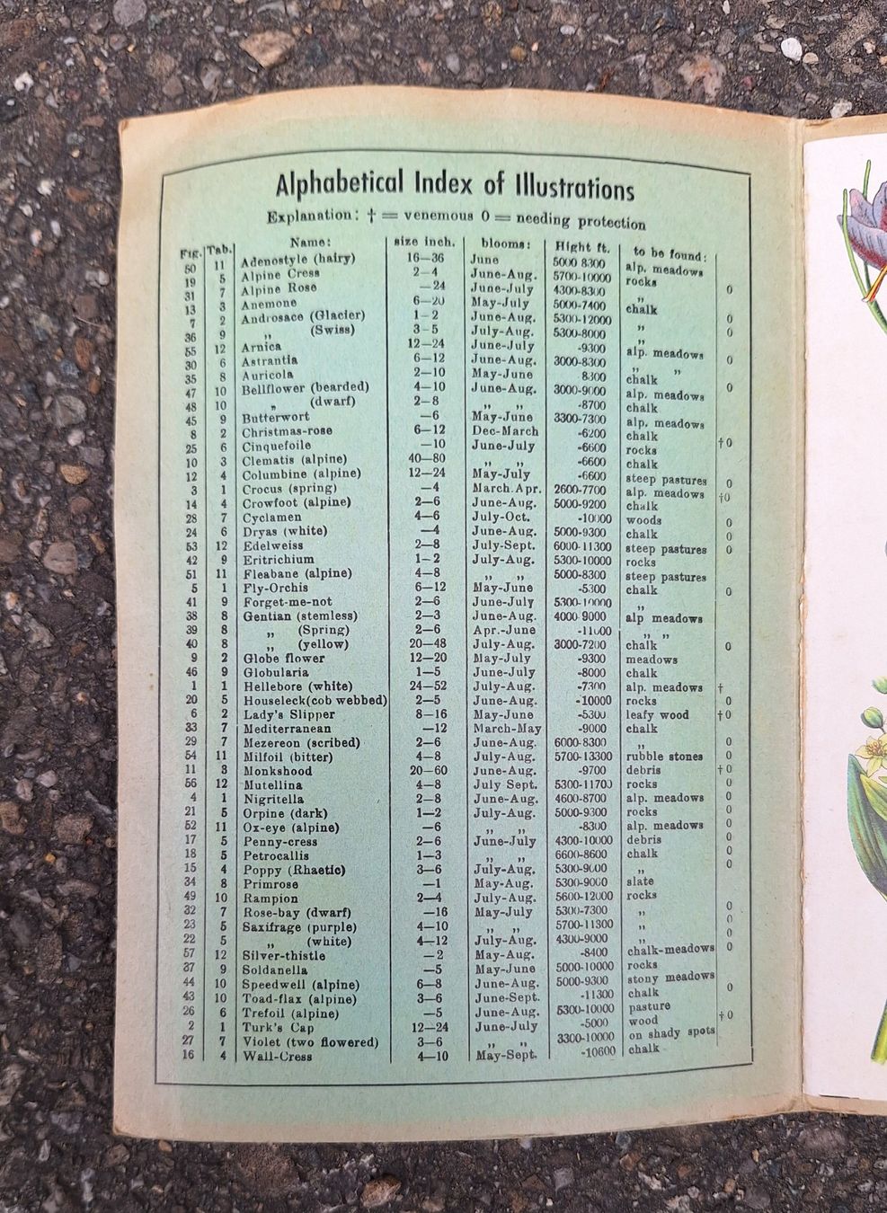 Libri: Alpenblumen - Fleurs des Alpes – Usato da Weinfelden venduto da JoeBaer 3