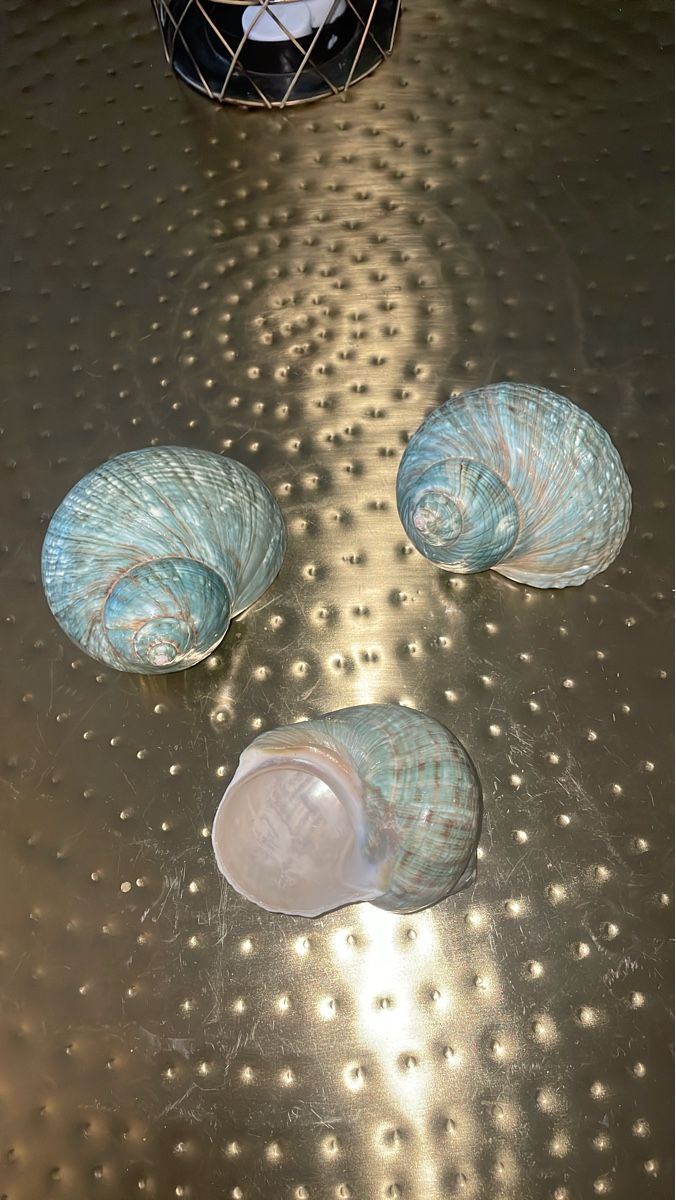 Fossilien: 3.Stk. Wunderschöne grosse blaue Muscheln – Neu (gemäss Beschreibung) aus Brugg AG von naturwarenladen