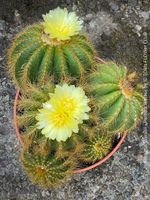 Notocactus (Parodia) Warasii - Kaktusfamilie - 5-6 Pflanzen