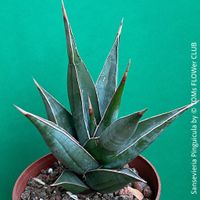 Sansevieria Pinguicula - Rarität für Deine Pflanzen-Sammlung