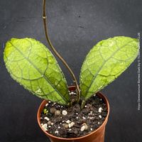 HOYA CLEMENSIORUM – BORNEO LEAF HOYA - was für Blätter!