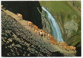 ADELBODEN Alpaufzug auf Engstligenalp, Bauer mit Kühen