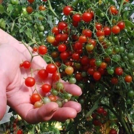 Pflanzen & Samen: TOMATE PETIT POIS  JAUNE ET ROUGE  20g – Neu (gemäss Beschreibung) aus Bremblens von FIBONACCI369