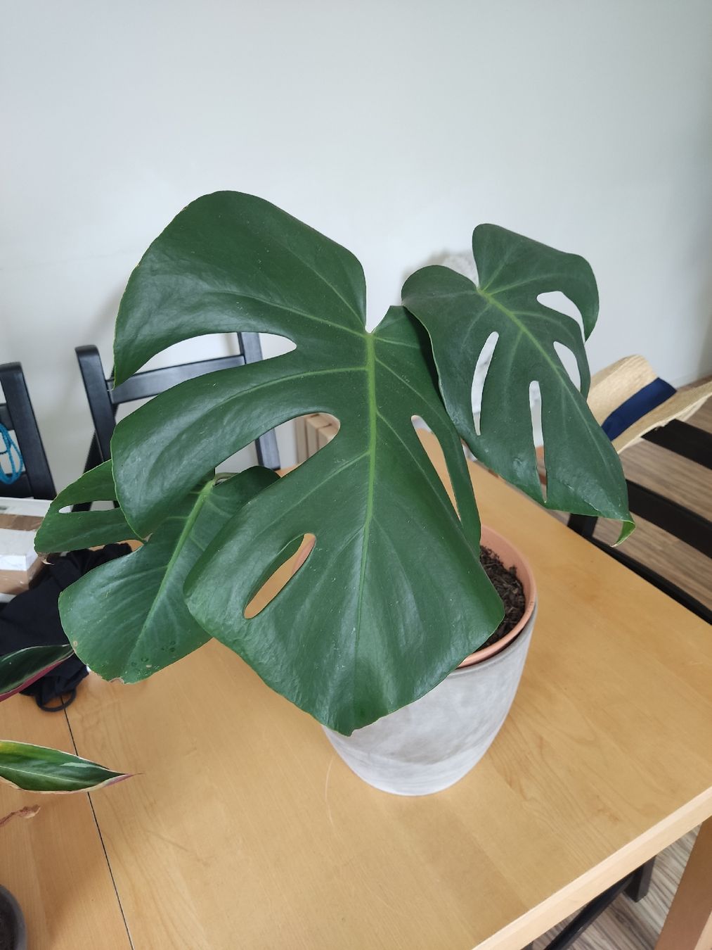 Piante & sementi: Monstera – Usato da Luzern venduto da mir_2by6