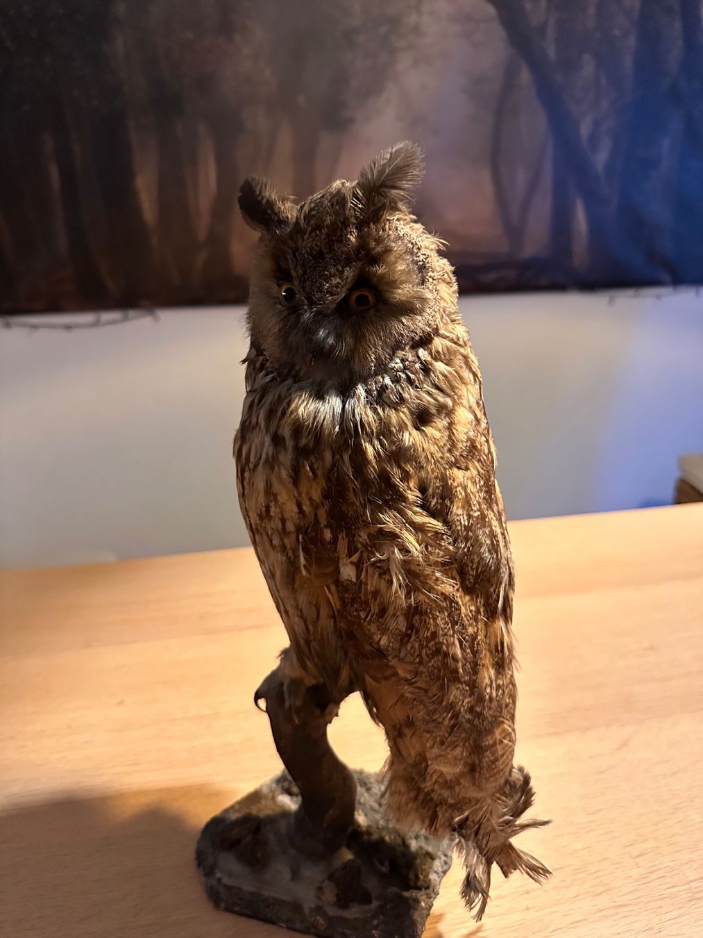 Il mondo degli animali: Präparierte Waldohreule – Usato da Arboldswil venduto da Rhacodactylus 2