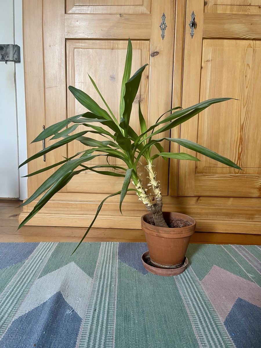 Piante & sementi: Yucca-Palme im Tontopf mit Untersetzer – Usato da Muttenz venduto da murielle4132