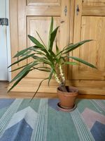 Yucca-Palme im Tontopf mit Untersetzer