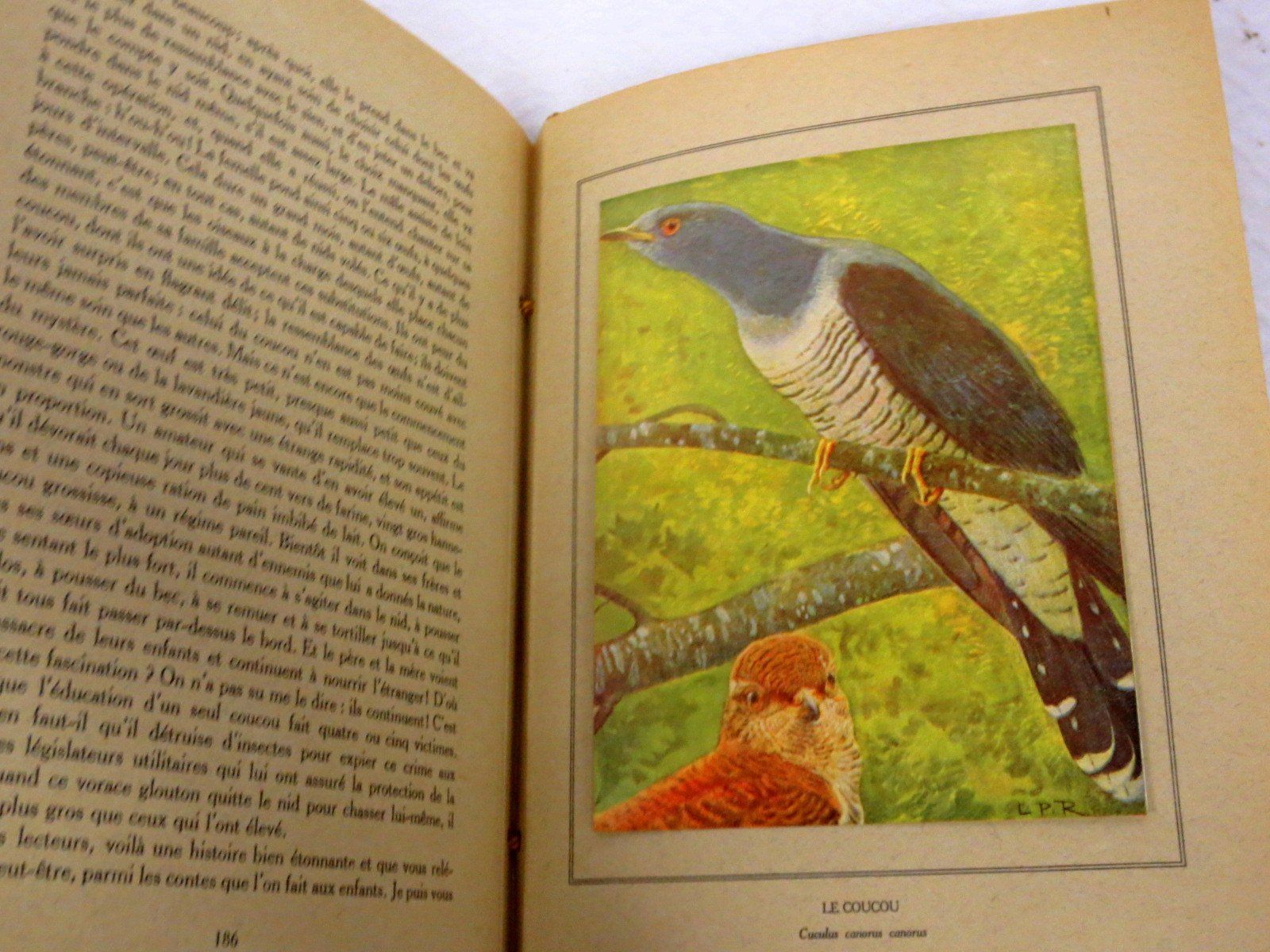 Libri: Nos oiseaux Eugène Rambert Paul Robert Livre illustré – Usato da Noville venduto da ceram 8