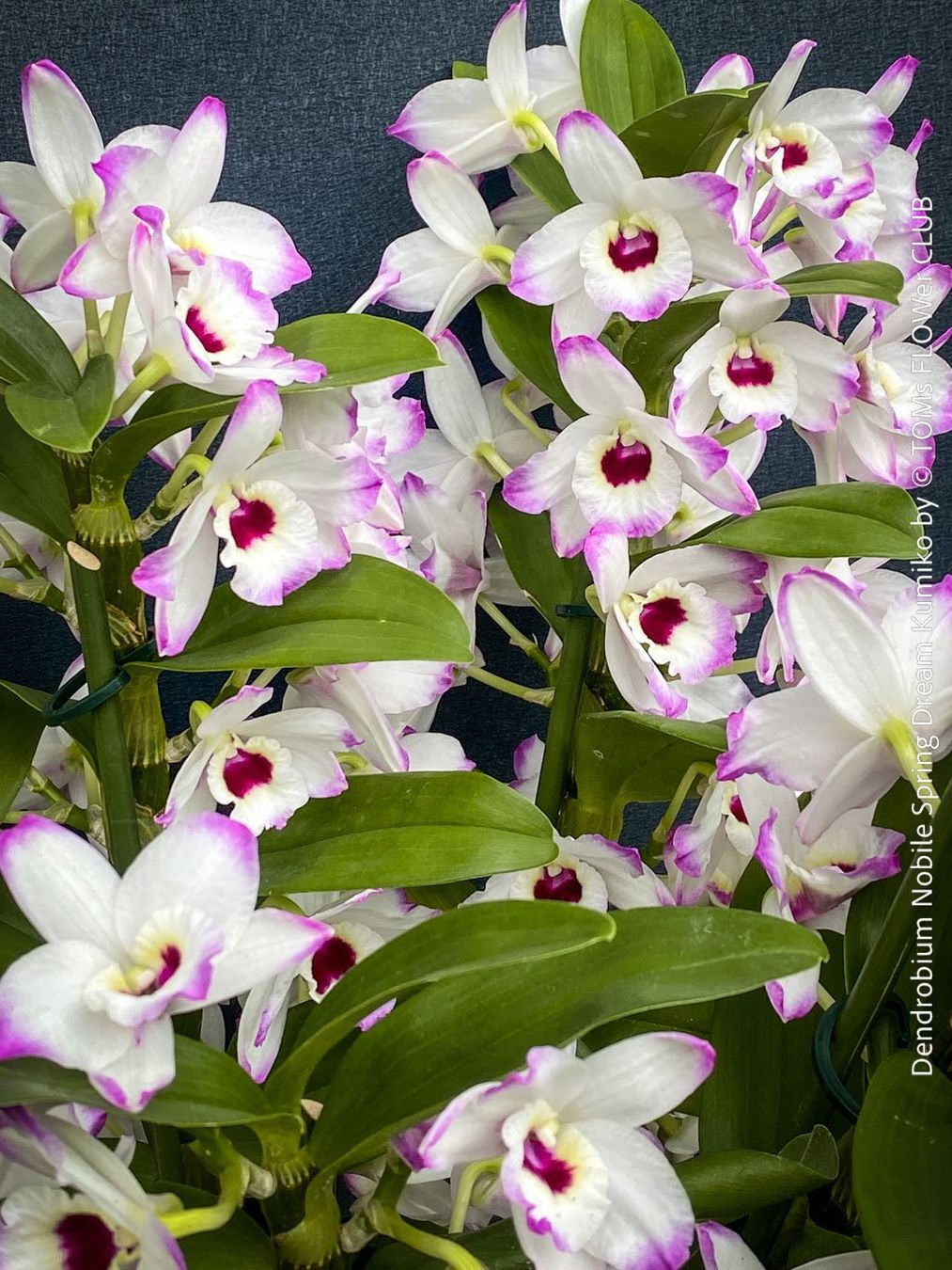 Piante & sementi: DeNDRoBiuM NoBiLe 'SPRiNG DReaM KuMiKo' - SPeKTaKuLäR – Usato da Adliswil venduto da asTOMas963 5