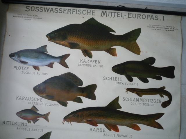 Poster & Bilder: Ancien tableau de présentation POISSONS – Gebraucht aus Cortaillod von Matteo18 1