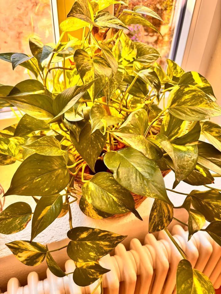 Piante & sementi: Belle plante verte Pothos + Panier – Usato da Romainmôtier venduto da val_r8sn 1