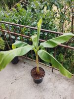 Jap. Faserbanane - Musa basjoo - 1 Pflanze