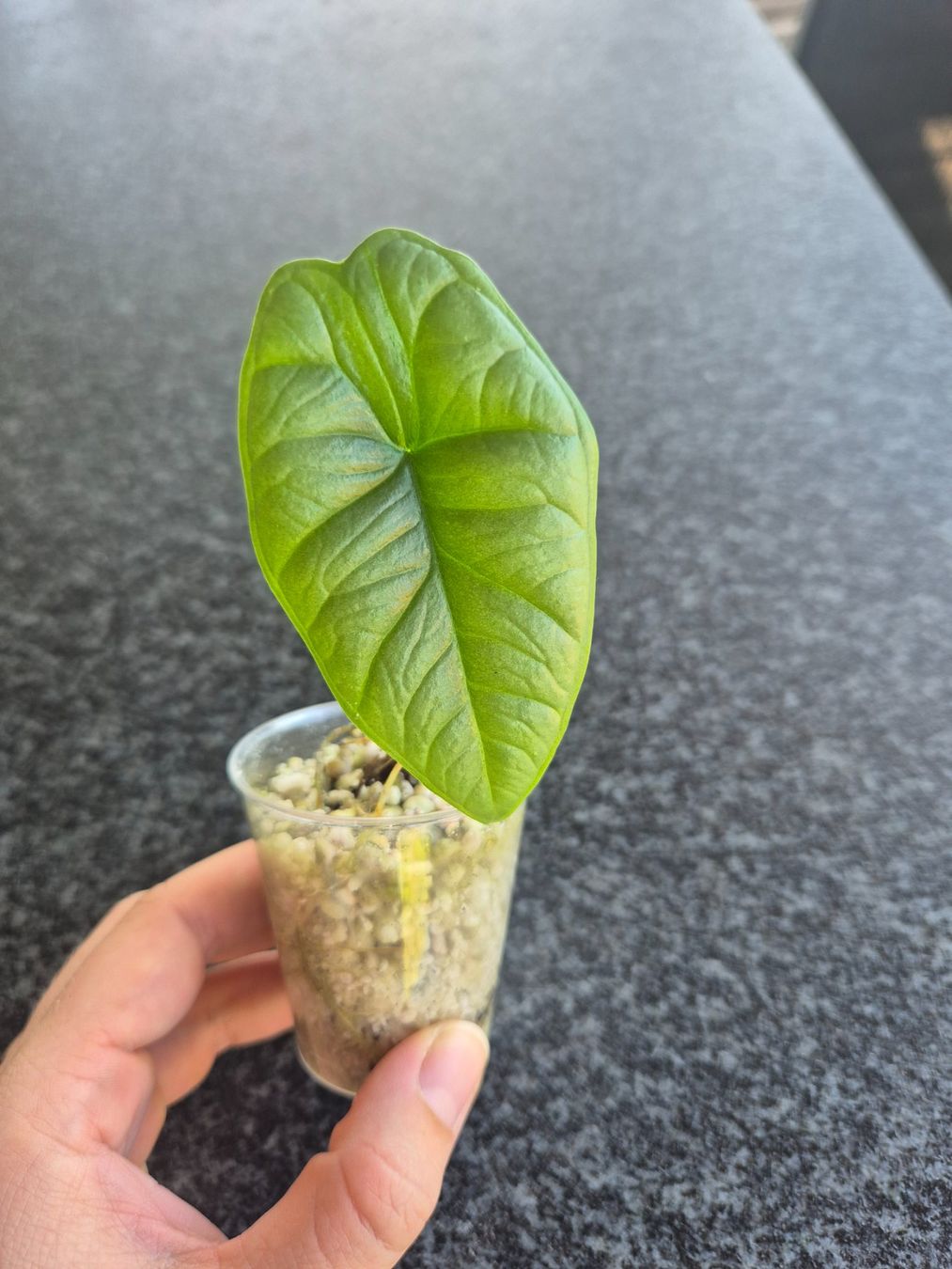Piante & sementi: Alocasia Platinum – Usato da Urtenen-Schönbühl venduto da Pflanzenherberge