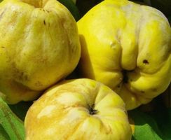 10 Samen Quitte Apulien IT Frucht mit aromatischem Geschmack