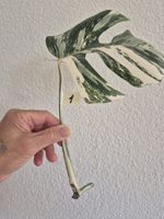 Monstera Ableger Variegata - Seltene Schönheit für Zuhause