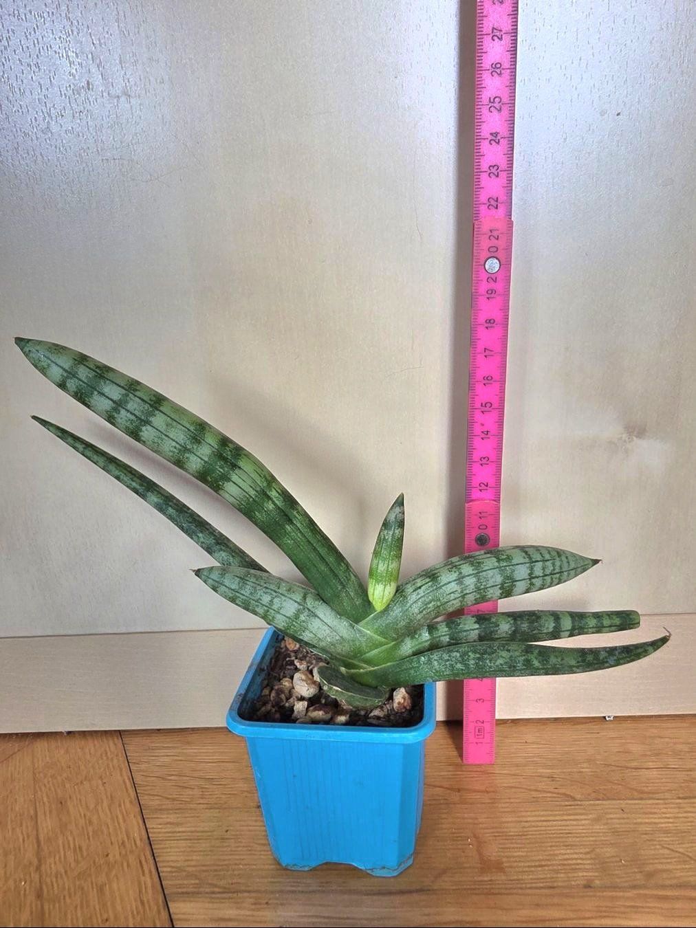 Piante & sementi: Sanseveria cylindrica / Bogenhanf – Nuovo (secondo la descrizione) da Thalheim venduto da silvara01 4