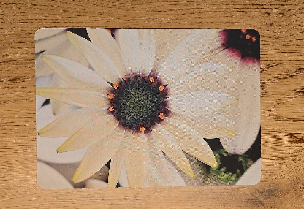 Tapis de souris: Mousepad Kapörbchen NEU – D'occasion à Chur par Frei3912