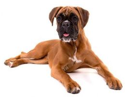 Auto Aufkleber 112 – Boxer Hund-16x12 cm