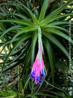 Tillandsia Aeranthos - Luftpflanze - air plant zum Aufhängen
