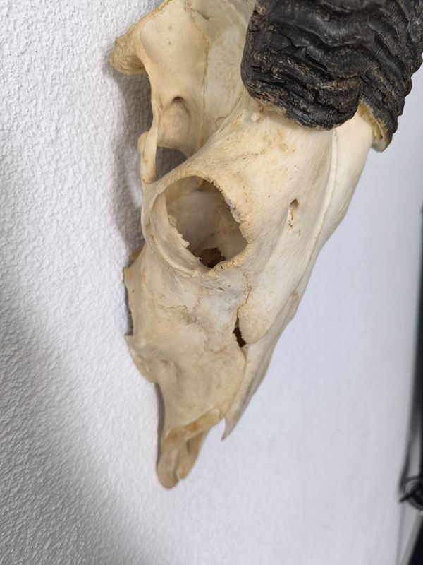 Autres collections & raretés: echten Schädel einer Oryx Antilope – D'occasion à Rüti ZH par Restwert_Rueti_ZH 3