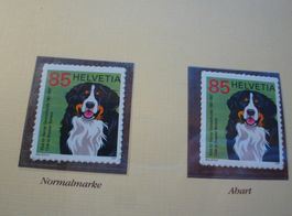 Abart Berner Sennenhund **, 2007, Soppelte Schnauze