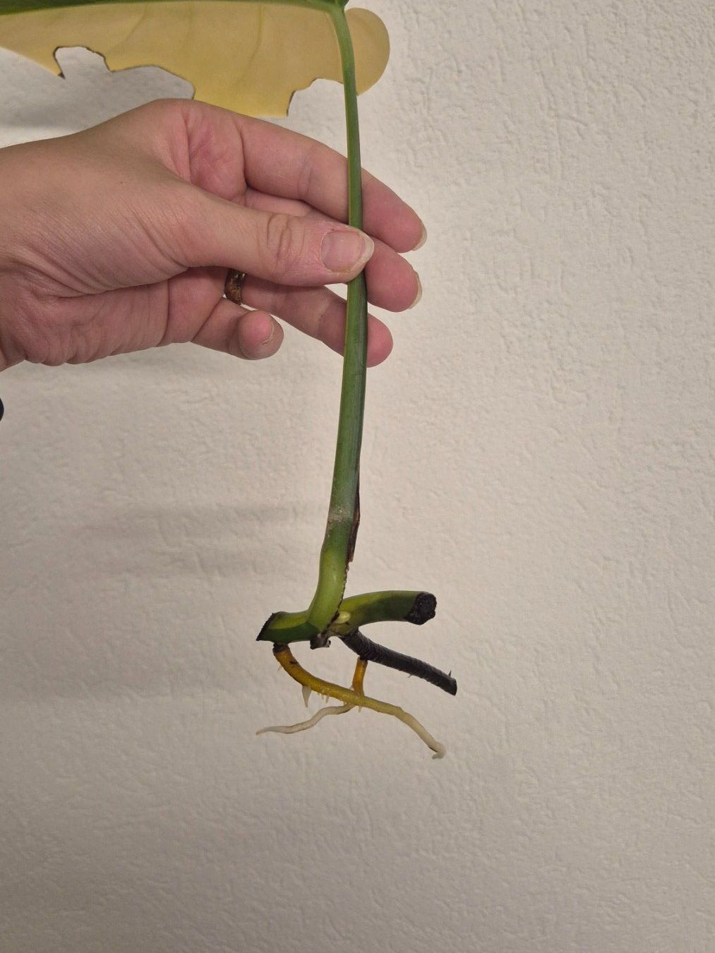 Piante & sementi: 🌿 Monstera Aurea Ableger #1🌿 – Nuovo (secondo la descrizione) da Dürrenäsch venduto da Tina_2023 2