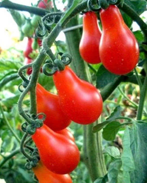 Pflanzen & Samen: Zwergtomate, Cocktailtomate, Topftomate DENAR / 5 Samen – Neu (gemäss Beschreibung) aus Hinteregg von ERFOLG78 1