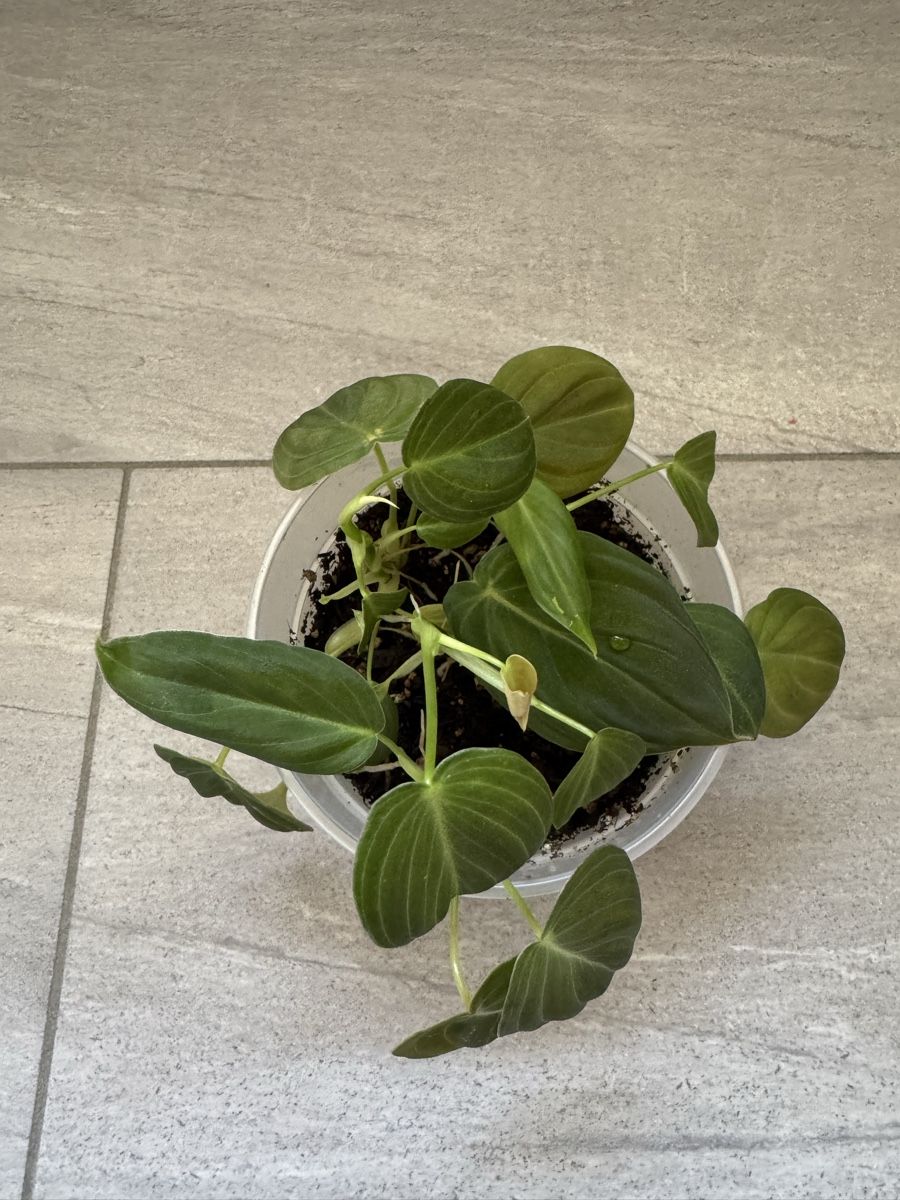 Plantes & graines: Philodendron Melanochrysum – Neuf (Voir description) à Sugiez par fabandy16 2